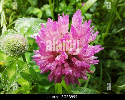 Rosa Kleeblatt: Eine Blume und eine Knospe mit Regentropfen oder Tau in Nahaufnahme auf einem Hintergrund von grünem Gras. Krautige honighaltige Wiesenpflanze. Heilkraut Stockfoto
