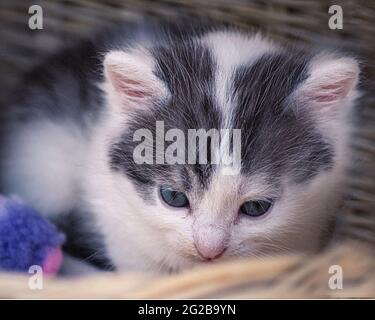 Kleines Kätzchen im Korb Stockfoto