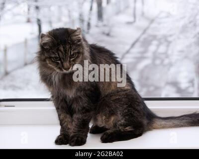 Hauskatzen auf der Fensterbank Stockfoto