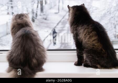 Hauskatzen auf der Fensterbank Stockfoto