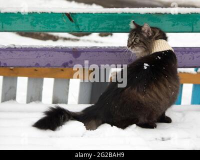 Winterspaziergang im Schnee einer neugierigen Katze Stockfoto