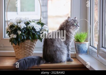 Entzückende Katze posiert auf einem Balkon mit Blumen Stockfoto