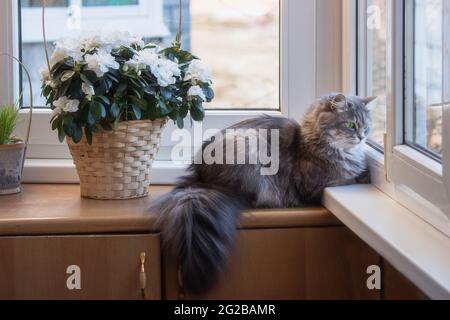 Entzückende Katze posiert auf einem Balkon mit Blumen Stockfoto