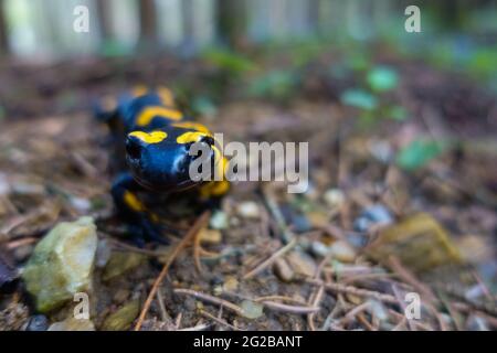 Der kleine, liebe Feuersalamander schaut im Wald in die Kamera Stockfoto