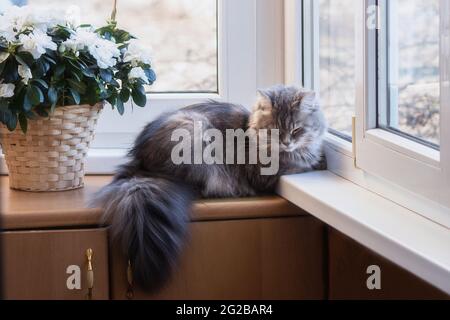 Entzückende Katze posiert auf einem Balkon mit Blumen Stockfoto