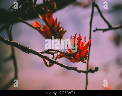 Nahaufnahme der wunderschönen orange-roten Blume der Erythrina variegata, auch bekannt als Tigerklaue oder indischer Korallenbaum. Selektiver Fokus verwendet. Stockfoto