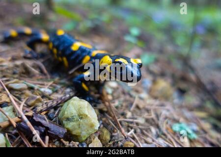 Kleiner Feuersalamander sitzt in der Nähe eines Steines auf Nadeln vom Baum im Wald Stockfoto