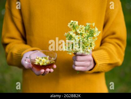 Das junge Mädchen hält einen Strauß gelber Kuhslip-Blumen und eine Tasse Kräutertee in den Händen. (Primula veris). Natürliches Apothekenkonzept. Stockfoto