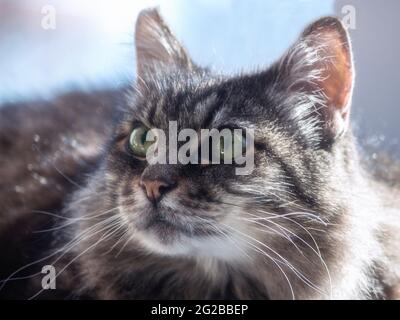 Porträt einer schönen grauen Katze Nahaufnahme Stockfoto