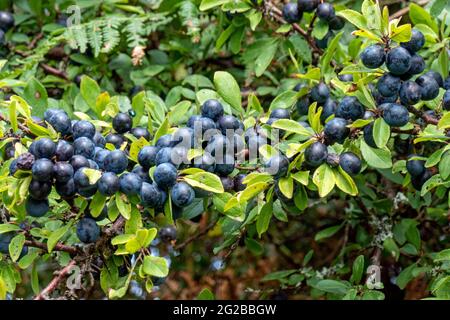 Schlehbeeren wachsen auf einem Schlehdornbusch in einer kornischen Hecke Stockfoto