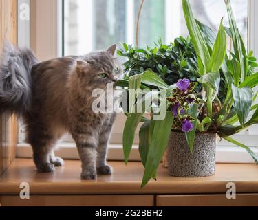 Entzückende Katze posiert auf einem Balkon mit Blumen Stockfoto