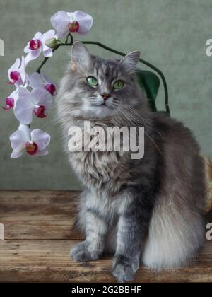 Entzückende Katze posiert auf einem Balkon mit Blumen Stockfoto