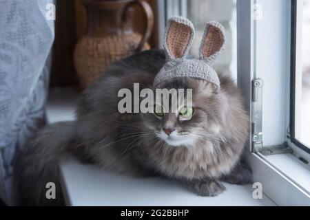 Eine Katze, die im Winter läuft, hat sich neben einem offenen Fenster aufgesetzt Stockfoto