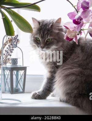 Entzückende Katze posiert auf einem Balkon mit Blumen Stockfoto