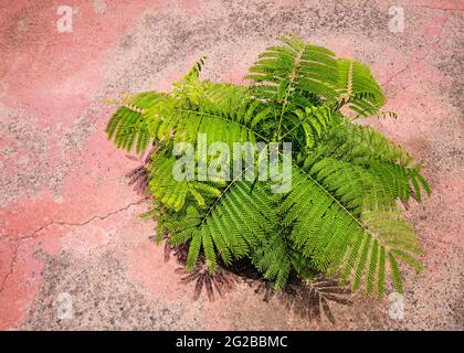 Junger Delonix regia oder Flammenbaum, der durch einen Riss im Gehsteig wächst. El Hierro, Kanarische Inseln, Spanien. Speicherplatz kopieren. Stockfoto