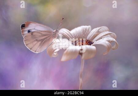 Weißer Schmetterling auf der Osteospermum Stockfoto