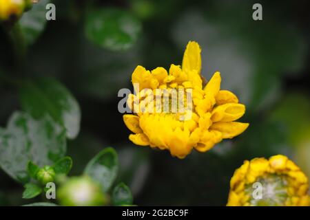 Gelbe Chrysanthemenblüte mit Blättern und Regentropfen darauf. Stockfoto