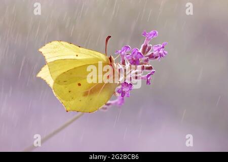 Gelbe Schmetterlinge, gonepteryx rhamni auf Lavendel Stockfoto