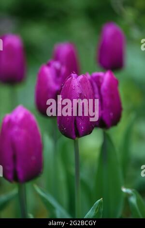 Wunderschöne dunkelviolette Tulpen am düsteren nebligen Morgen eines regnerischen Tages. Regentropfen auf Fuchsia-Blütenblättern. Stockfoto