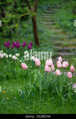 Wunderschöne bunte Tulpen am düsteren nebligen Morgen eines regnerischen Tages. Alte Holztreppe im Hintergrund. Stockfoto