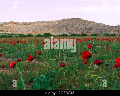 Frühlingslandschaft in Chachuna Managed Reserve, Georgien Stockfoto