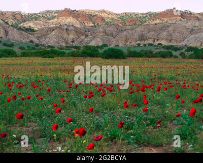 Frühlingslandschaft in Chachuna Managed Reserve, Georgien Stockfoto