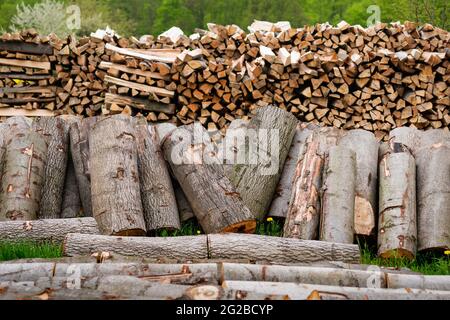 Viele Abschnitte von Holzstämmen, die im Freien gestapelt sind. Holzstapel, die Holzholzindustrie. Stockfoto