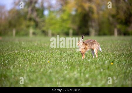 Brauner Hase auf Weideland im Frühling Stockfoto
