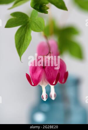 Nahaufnahme einer rosafarbenen, herzförmigen, blutenden Herzblume mit verschwommenem Hintergrund. (Lamprocapnos spectabilis) Stockfoto