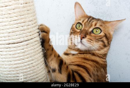 Bengalische Kurzhaarkatze mit Kratzpfosten. Die Katze kratzt an ihren Nägeln. Tierpflege Stockfoto