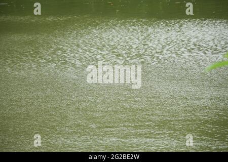 Szene, wenn es im Teichwasser regnet. Stockfoto