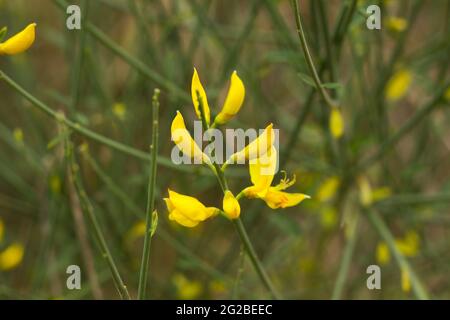 Besen ist eine gelb blühende Hülsenfrucht, die im Frühjahr in den Bergen zu sehen ist. Stockfoto