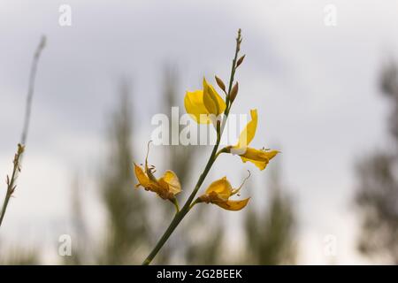 Besen ist eine gelb blühende Hülsenfrucht, die im Frühjahr in den Bergen zu sehen ist. Stockfoto