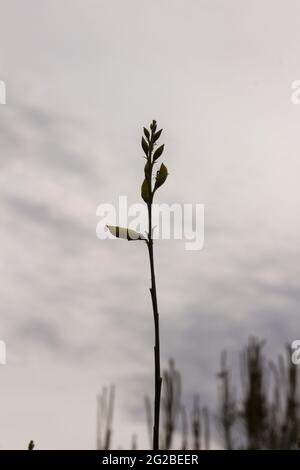 Besen ist eine gelb blühende Hülsenfrucht, die im Frühjahr in den Bergen zu sehen ist. Stockfoto