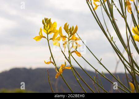 Besen ist eine gelb blühende Hülsenfrucht, die im Frühjahr in den Bergen zu sehen ist. Stockfoto