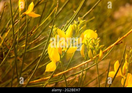 Besen ist eine gelb blühende Hülsenfrucht, die im Frühjahr in den Bergen zu sehen ist. Stockfoto