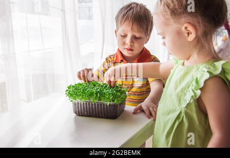 Ein blondes kleines Mädchen und Junge beobachtet das Wachstum von Mikrogrüns. Kleiner Gärtner, Garten- und Pflanzkonzept Stockfoto