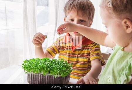 Ein blondes kleines Mädchen und Junge beobachtet das Wachstum von Mikrogrüns. Kleiner Gärtner, Garten- und Pflanzkonzept Stockfoto