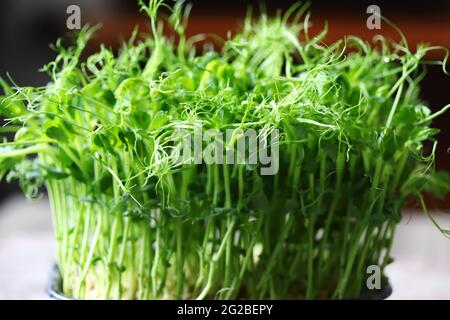 Micro Greens in einem Topf. Sprossen aus grünen Erbsen. Super Essen. Stockfoto