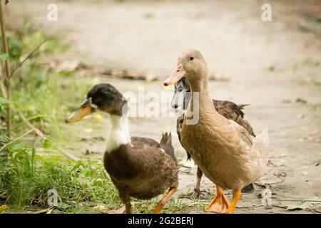 Die Entchen gehen. Stockfoto