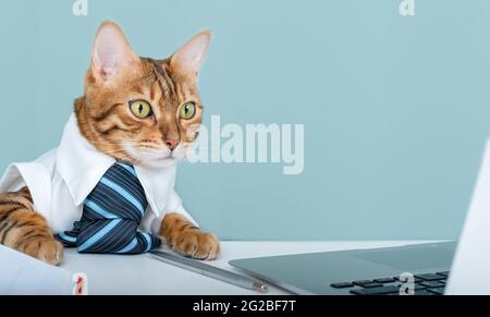 Die Katze - Büroangestellte sitzt am Tisch im Büro, schaut auf den Laptop-Bildschirm. Bengalkatze in einer Krawatte benutzt einen Computer, entwickelt eine Anwendung oder ein Stockfoto