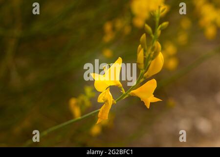 Besen ist eine gelb blühende Hülsenfrucht, die im Frühjahr in den Bergen zu sehen ist. Stockfoto