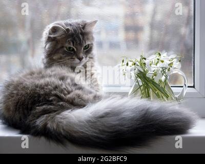 Entzückende Katze posiert auf einem Balkon mit Blumen Stockfoto