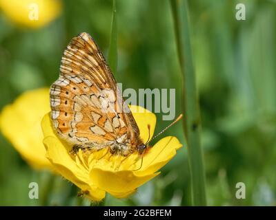 Marsh Fritillary Butterfly (Efydryas aurinia) nectaring on a Meadow Buttercup (Ranunculus acris) Flower in a Chalk Grassland Meadow Meadow, Wiltshire, UK, Stockfoto