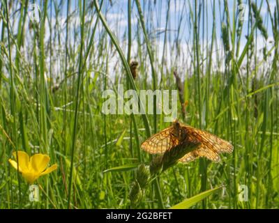 Marsh Fritillary Butterfly (Efydryas aurinia) Sonnen auf einem Gras Blütenkopf in einer Kreide Grasland Wiese, Wiltshire, Großbritannien, Juni. Stockfoto