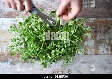 Mit einer Schere schneiden die Hände des Mannes Mikrogrüns. Frische, saftige Keimlinge von Erbsen. Trace-Elemente. Superfoods. Stockfoto