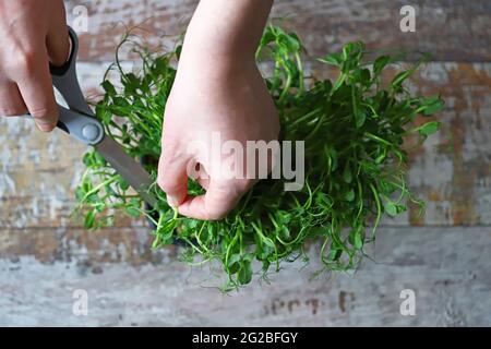 Mit einer Schere schneiden die Hände des Mannes Mikrogrüns. Frische, saftige Keimlinge von Erbsen. Trace-Elemente. Superfoods. Stockfoto