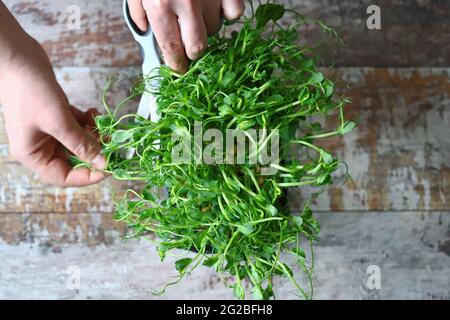 Mit einer Schere schneiden die Hände des Mannes Mikrogrüns. Frische, saftige Keimlinge von Erbsen. Trace-Elemente. Superfoods. Stockfoto