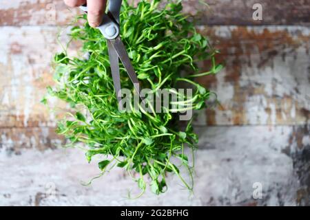 Mit einer Schere schneiden die Hände des Mannes Mikrogrüns. Frische, saftige Keimlinge von Erbsen. Trace-Elemente. Superfoods. Stockfoto