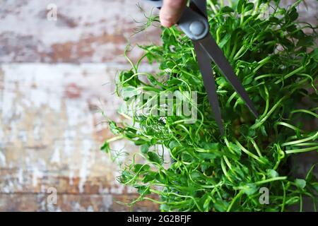 Mit einer Schere schneiden die Hände des Mannes Mikrogrüns. Frische, saftige Keimlinge von Erbsen. Trace-Elemente. Superfoods. Stockfoto